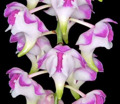 Aerides lawrenceae Aerangis La Foresta Orchids 