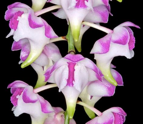 Aerides lawrenceae Aerangis La Foresta Orchids