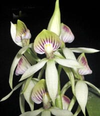 Anacheilium trulla Encyclia La Foresta Orchids