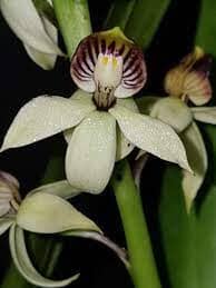 Anacheilium trulla Encyclia La Foresta Orchids 