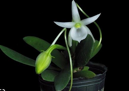 Angraecum leonis Vanda La Foresta Orchids