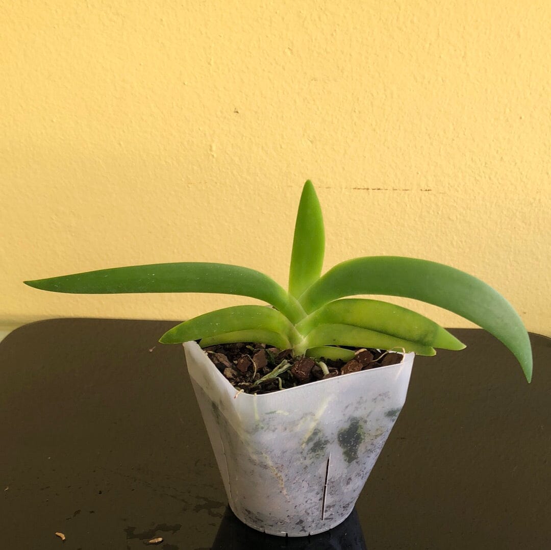Angraecum leonis Vanda La Foresta Orchids