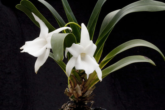 Angraecum magdalenae Angraecum La Foresta Orchids