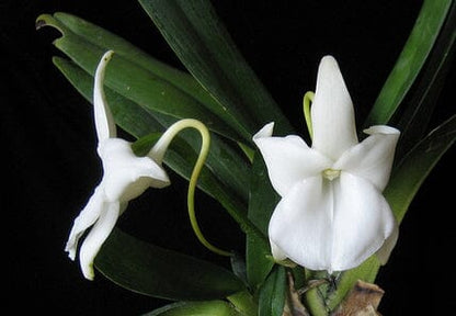 Angraecum magdalenae Angraecum La Foresta Orchids 
