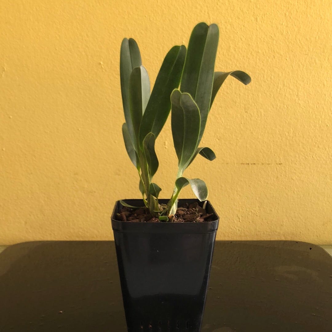 Angraecum magdalenae Angraecum La Foresta Orchids