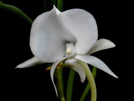 Angraecum scottianum Angraecum La Foresta Orchids 
