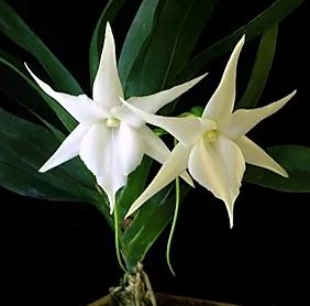 Angraecum sesquipedale Angraecum La Foresta Orchids