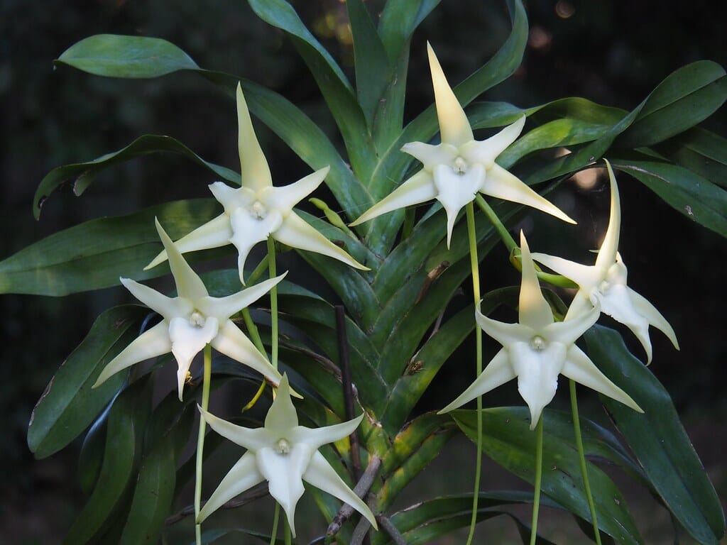 Angraecum sesquipedale Angraecum La Foresta Orchids