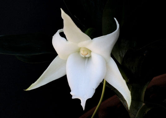 Angraecum sesquipedale x Angraecum magdalenae Angraecum La Foresta Orchids