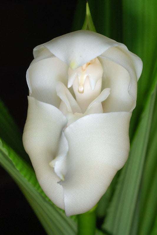 Anguloa eburnea Anguloa La Foresta Orchids