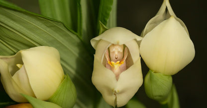Anguloa virginalis x Anguloa uniflora Anguloa La Foresta Orchids 