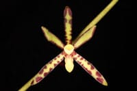 Arachnis labrosa - In BLOOM! Vanda La Foresta Orchids 