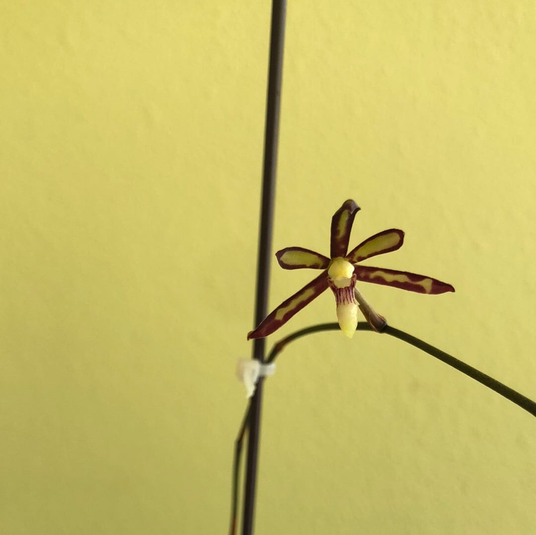 Arachnis labrosa - In BUD! Vanda La Foresta Orchids 