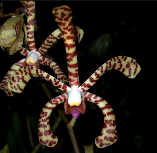 Arachnis Maggie Oei - Variegated Orchid Vanda La Foresta Orchids