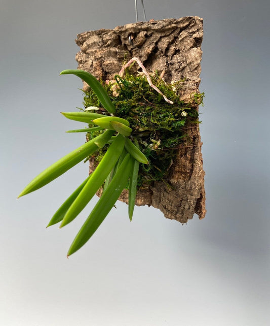 Artisan Cork Bark Gifts La Foresta Orchids Small Slab 3 - 7"