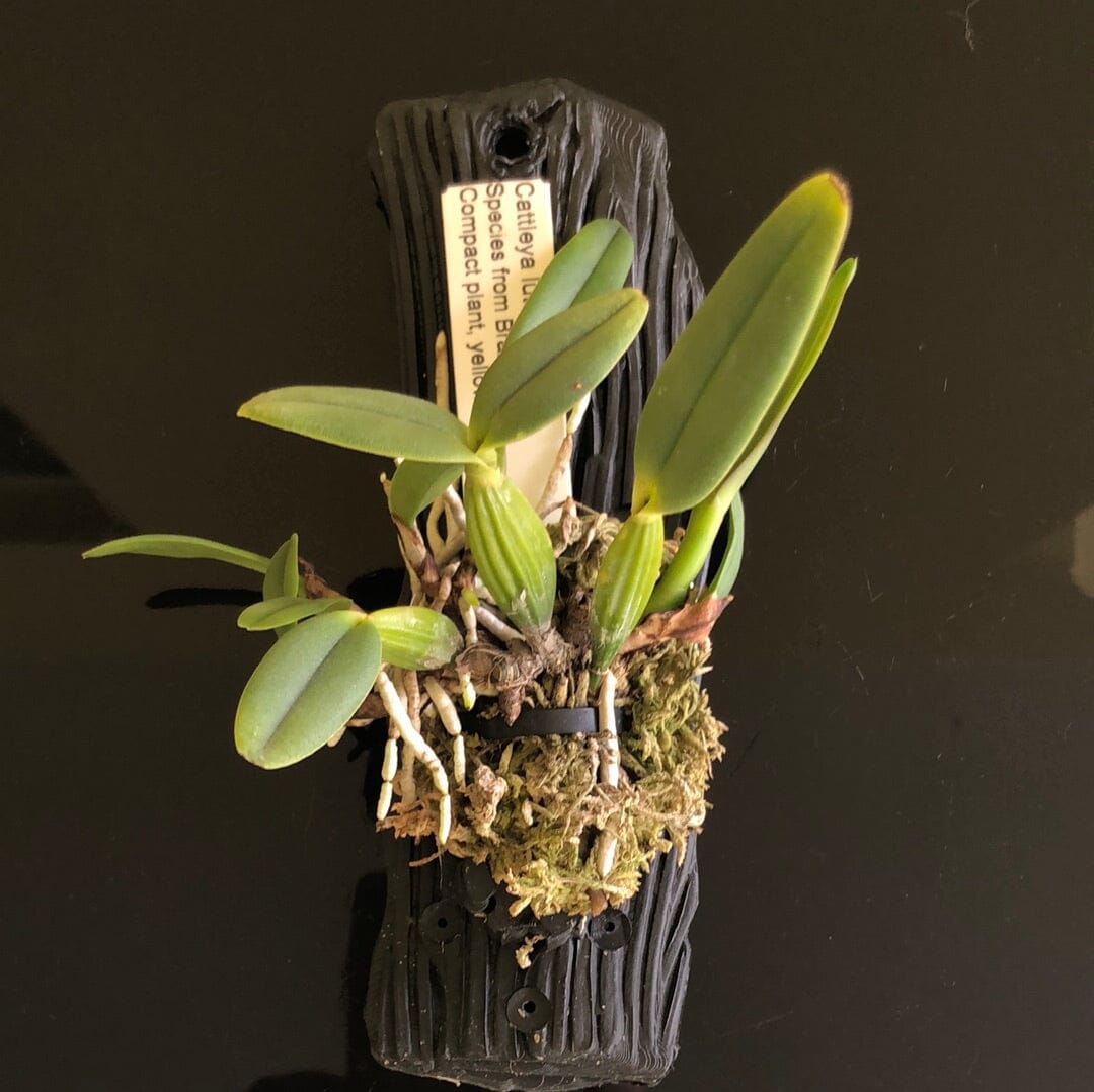 Artisan Molded Plates - Slab Wood Imitation Mount La Foresta Orchids