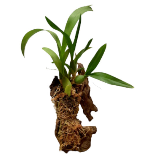 Artisan Mopani Wood Mount Gifts La Foresta Orchids