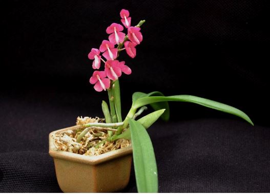 Ascocentrum hendersonianum Vanda La Foresta Orchids
