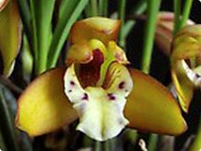 Brasiliorchis gracilis Maxillaria La Foresta Orchids 