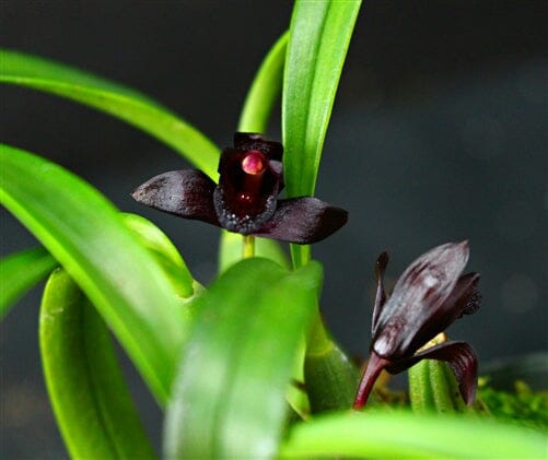 Brasiliorchis schunkeana - a Black Orchid! Maxillaria La Foresta Orchids 