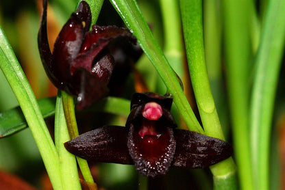 Brasiliorchis schunkeana - a Black Orchid! Maxillaria La Foresta Orchids 