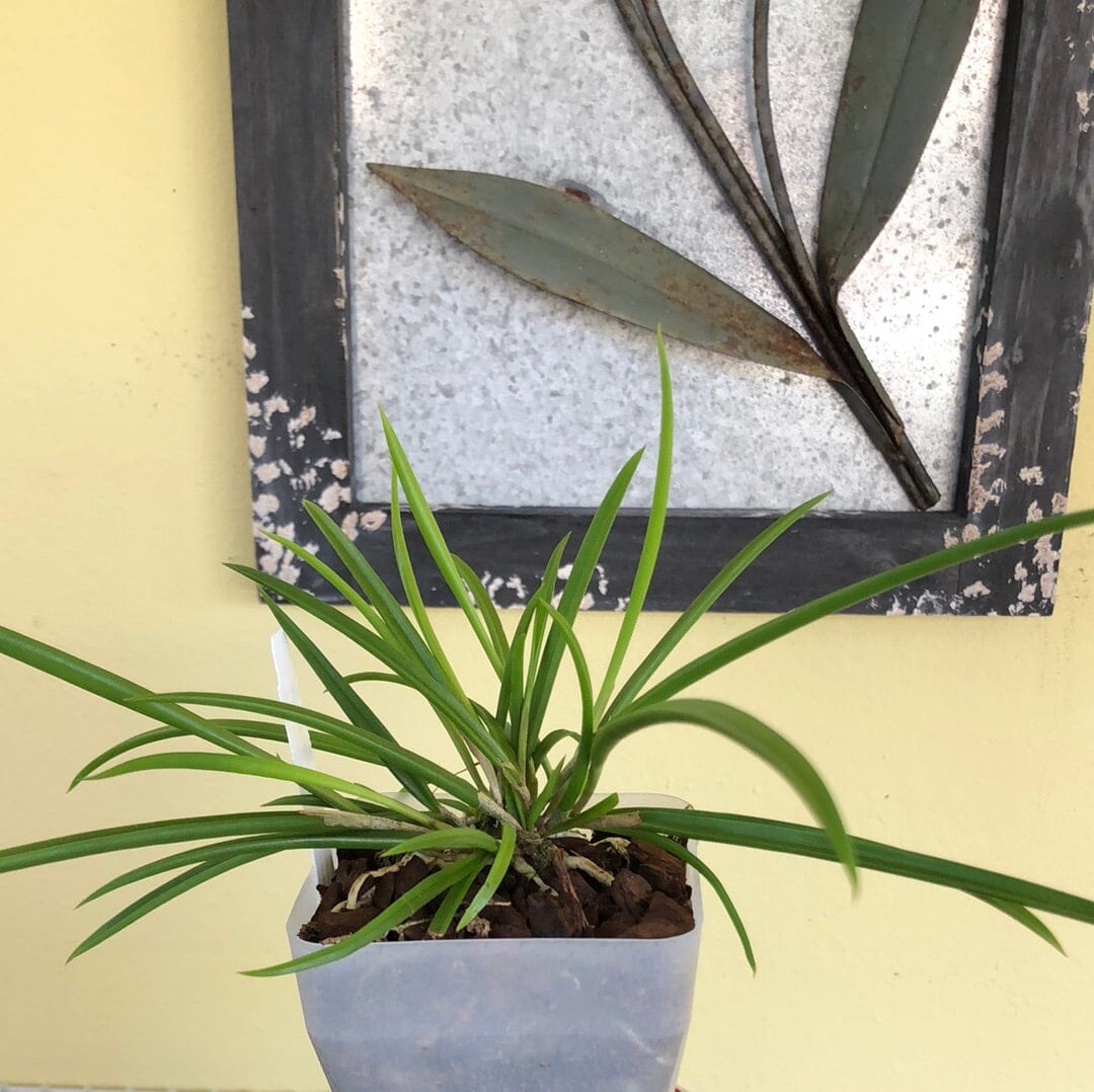 Brassavola nodosa x Brassavola cucullata Brassavola La Foresta Orchids