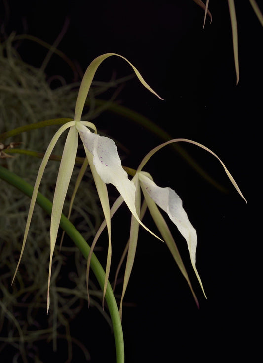 Brassavola nodosa x Brassavola cucullata Brassavola La Foresta Orchids