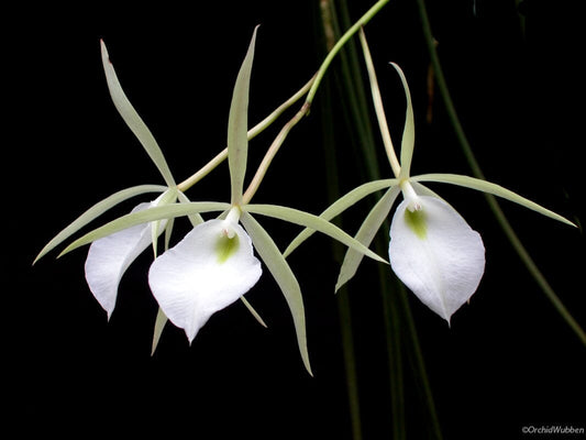Brassavola perrinii Brassavola La Foresta Orchids