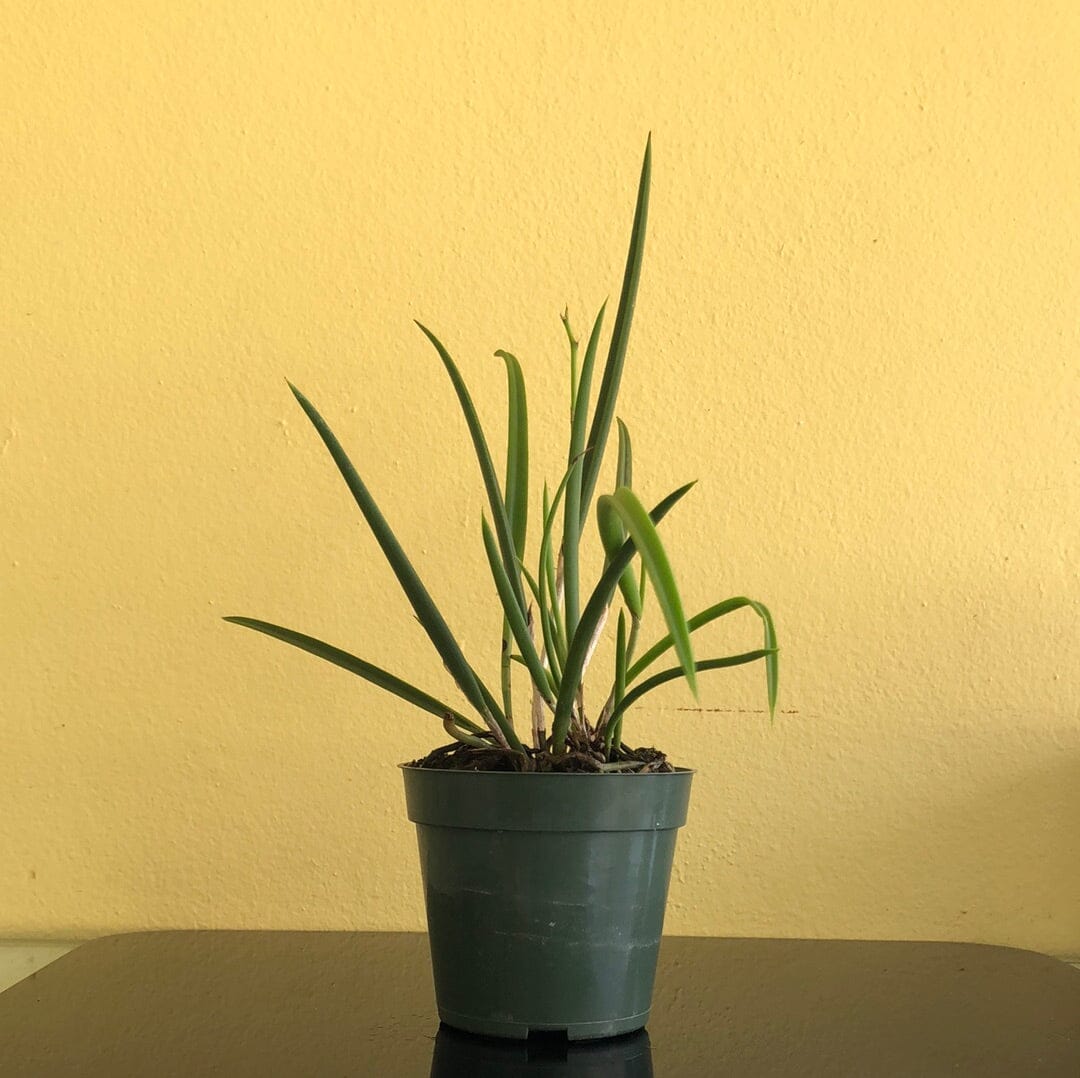 Brassavola perrinii Brassavola La Foresta Orchids