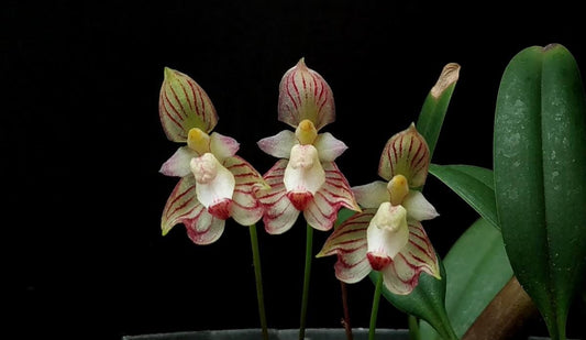 Bulbophyllum ambrosia Bulbophyllum La Foresta Orchids