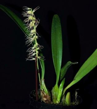 Bulbophyllum cocoinum Bulbophyllum La Foresta Orchids