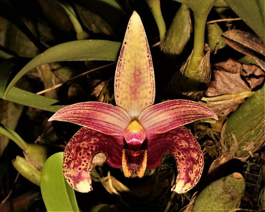 Bulbophyllum sumatranum Bulbophyllum La Foresta Orchids 