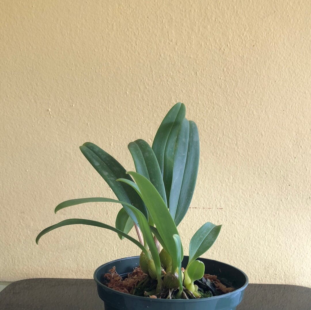 Bulbophyllum sumatranum Bulbophyllum La Foresta Orchids