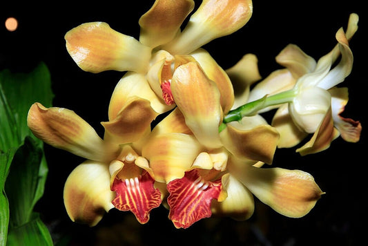Catasetinae Alliance: Chysis aurea Catasetum La Foresta Orchids 