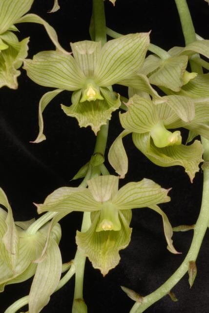 Catasetinae Alliance: Clowesia dodsoniana 'Steven Moffit' x self Clowesia La Foresta Orchids