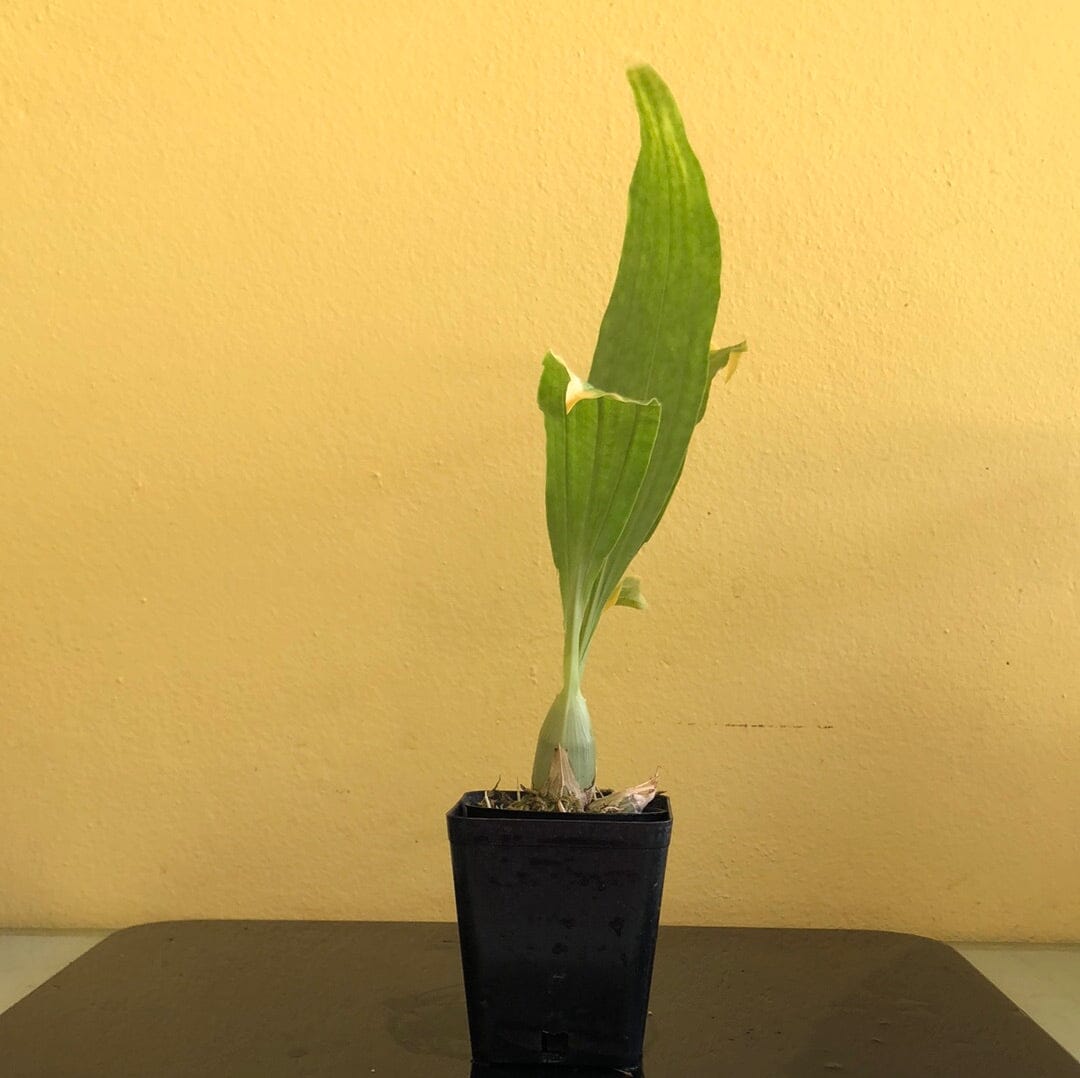 Catasetinae Alliance: Clowesia russelliana Clowesia La Foresta Orchids