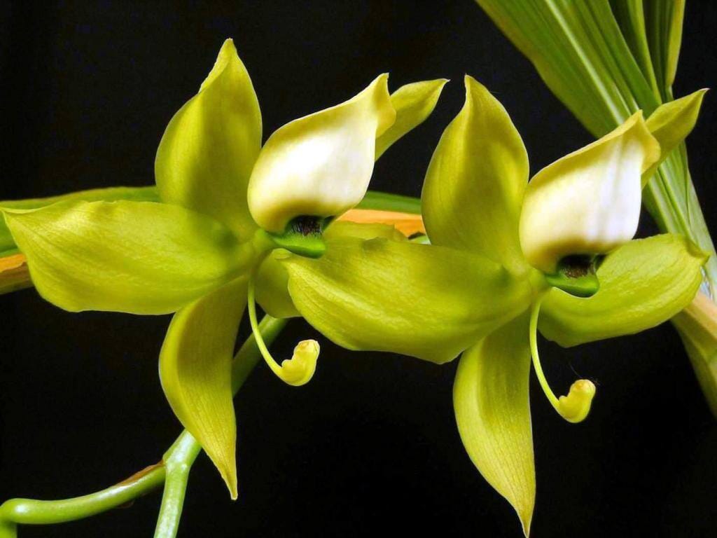 Catasetinae Alliance: Cycnoches chlorochilon Cycnodes La Foresta Orchids 