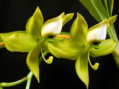 Catasetinae Alliance: Cycnoches chlorochilon Cycnodes La Foresta Orchids 