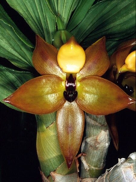 Catasetinae Alliance: Cycnoches cooperi Cycnodes La Foresta Orchids