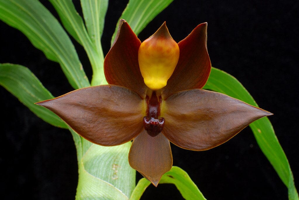 Catasetinae Alliance: Cycnoches cooperi Cycnodes La Foresta Orchids