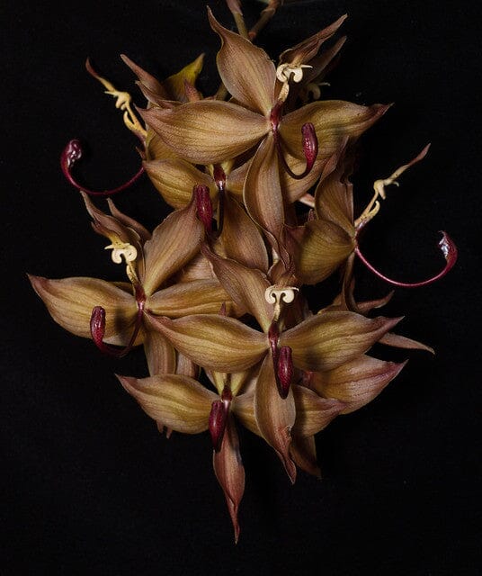 Catasetinae Alliance: Cycnoches cooperi Cycnodes La Foresta Orchids 