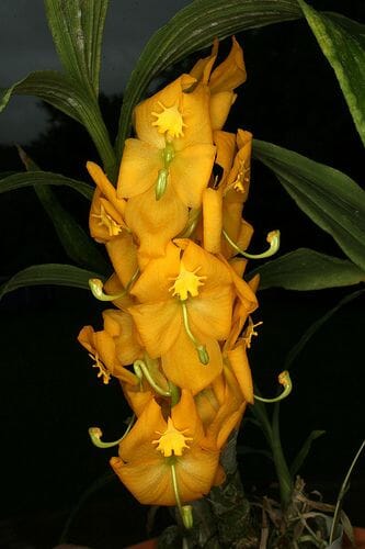 Catasetinae Alliance: Cycnoches herrenhusanum Cycnodes La Foresta Orchids 