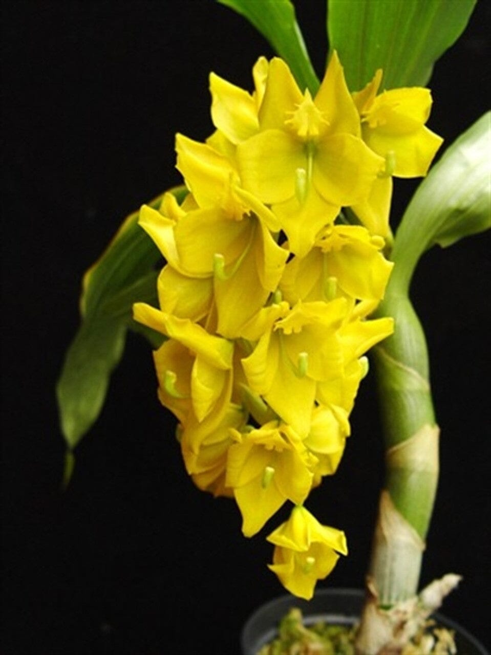 Catasetinae Alliance: Cycnoches herrenhusanum Cycnodes La Foresta Orchids 