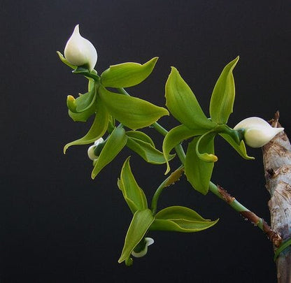 Catasetinae Alliance: Cycnoches lehmannii Cycnodes La Foresta Orchids 
