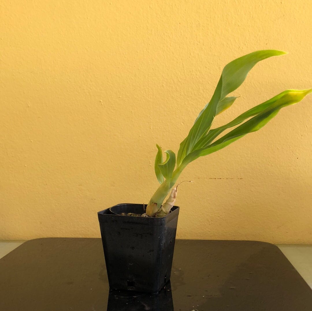 Catasetinae Alliance: Cycnoches pentadactylon Cycnodes La Foresta Orchids