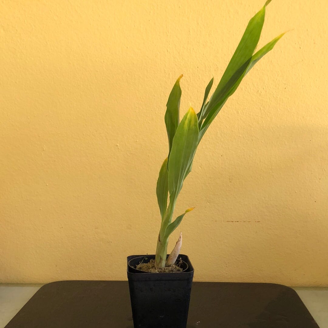 Catasetinae Alliance: Cycnodes Warscewiczii 'Green Goddess' x Cycnodes Warscewiczii 'World Class' Cycnodes La Foresta Orchids