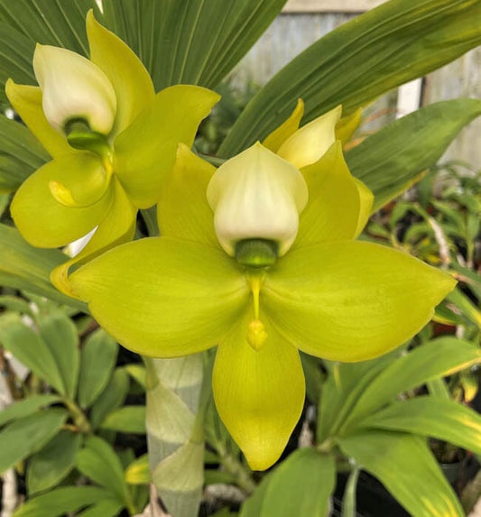 Catasetinae Alliance: Cycnodes Warscewiczii 'Green Goddess' x Cycnodes Warscewiczii 'World Class' Cycnodes La Foresta Orchids