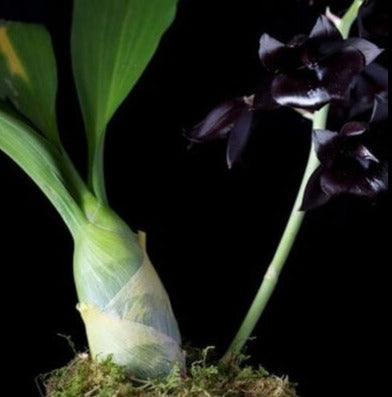Catasetinae Alliance: Fredclarkeara After Dark "Black Pearl" - a Black Orchid! Catasetum La Foresta Orchids 