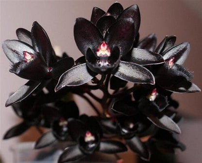 Catasetinae Alliance: Fredclarkeara After Dark "Black Pearl" - a Black Orchid! Catasetum La Foresta Orchids 