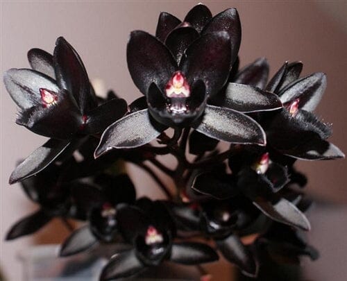 Catasetinae Alliance: Fredclarkeara After Dark "Black Pearl" - a Black Orchid! Catasetum La Foresta Orchids
